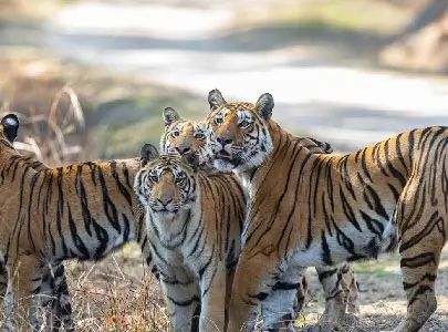 South India Wildlife Tours