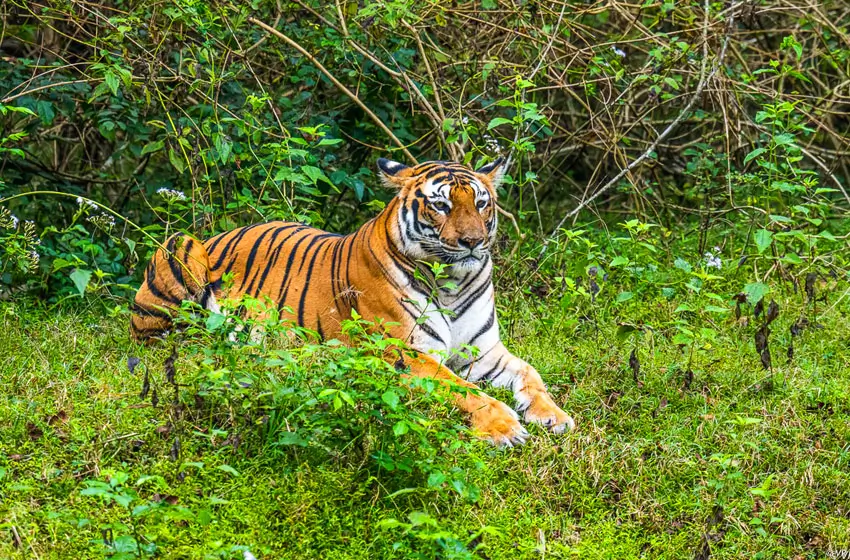nagarhole kabini wild tiger resting in greenery