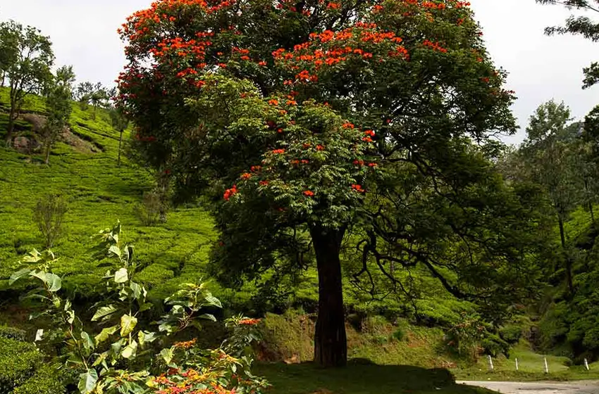 Blooming tree amidst lush green tea plantations