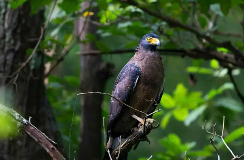 kabini crested serpent eagle perched on branch