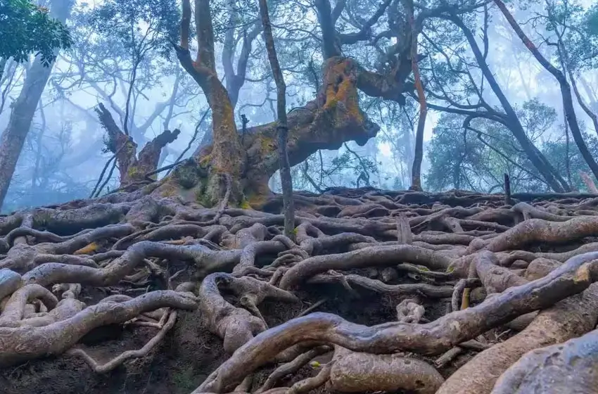 kodaikanal shola forest interwoven tree roots