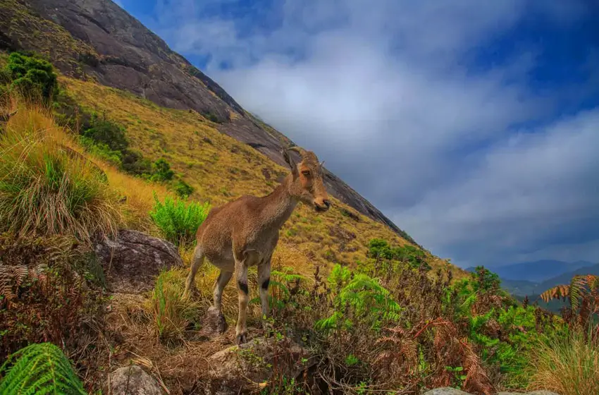 Nilgiri tahr on a mountain slope