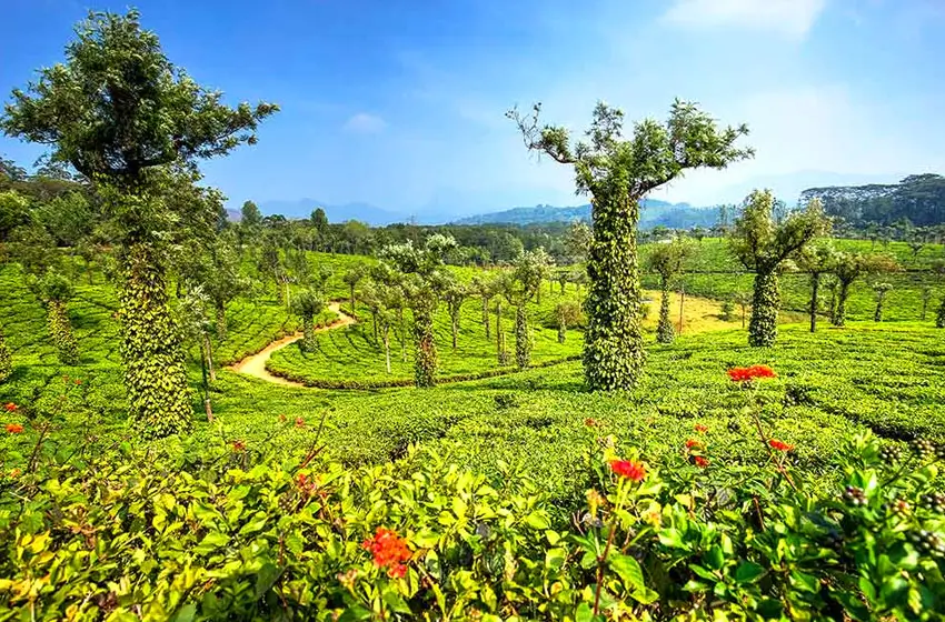 Pepper vines wrapped around trees in tea plantation