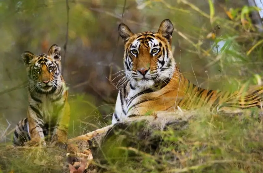 Periyar tiger reserve wildlife an forests