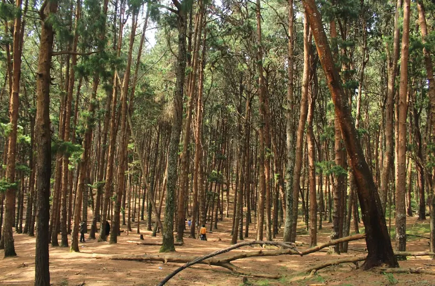 pine forest kodaikanal tall trees woodland