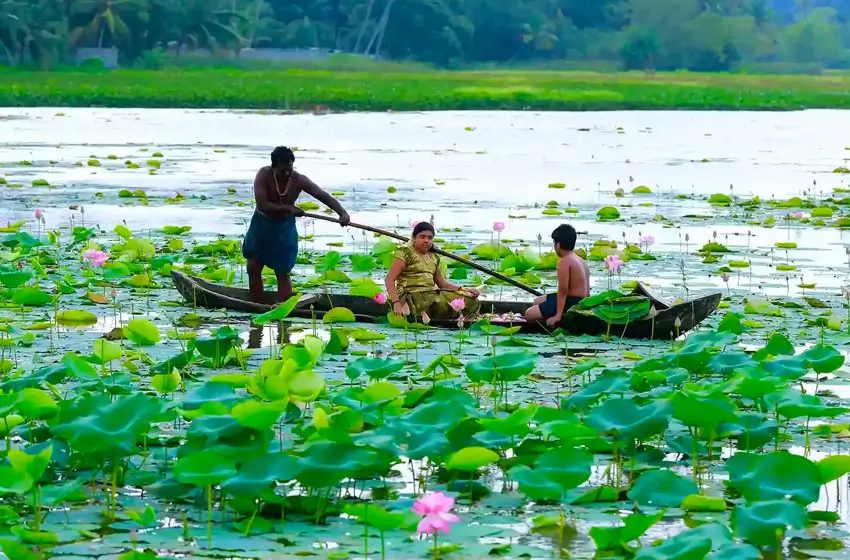 Vellayani lake lotus pond canoe ride view
