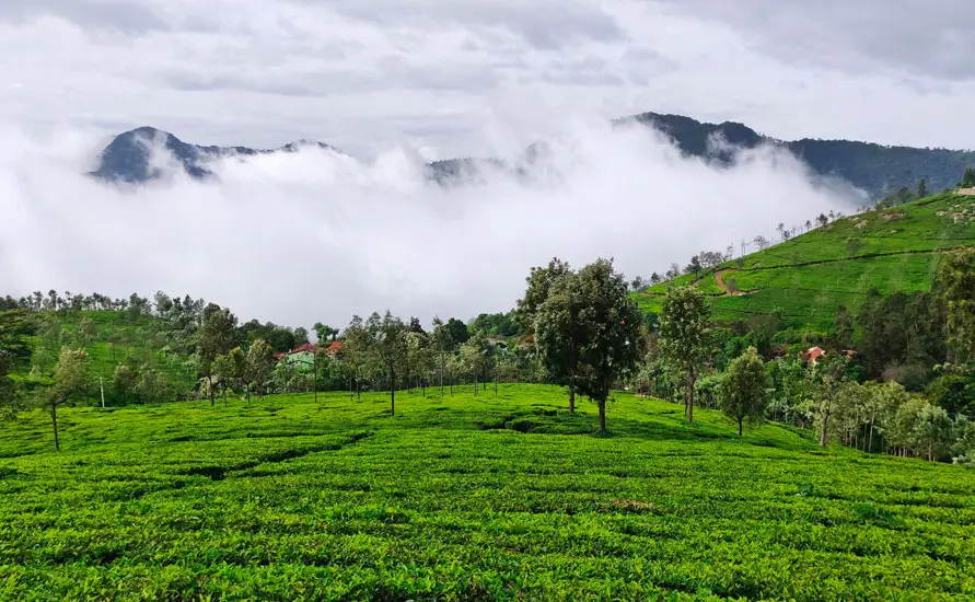 Dream Holidays in South India