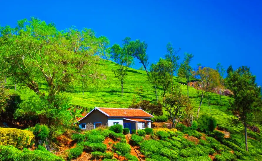 Blend of North India and South India