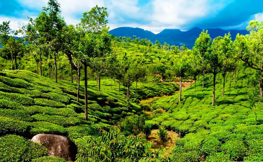 Romantic Holidays In Kerala