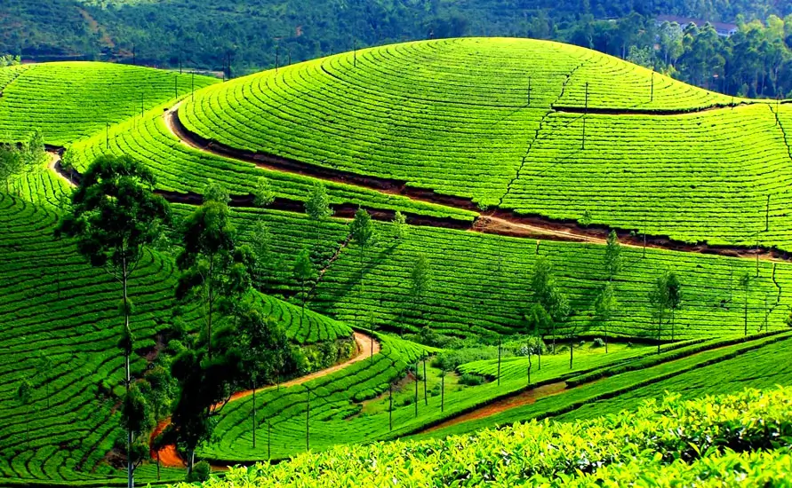 Munnar Tour Package